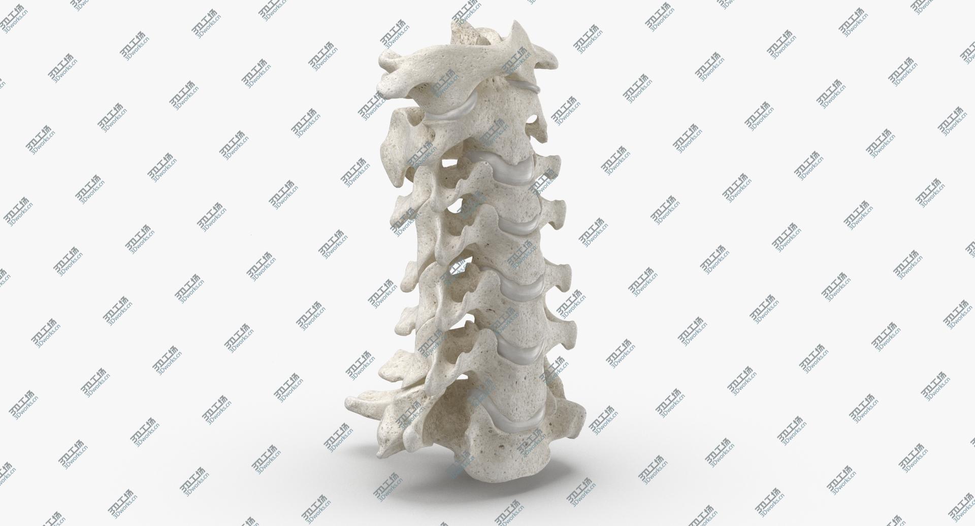 images/goods_img/2021040161/3D Real Human Neck Cervical Vertebrae C1 to C7 Bones With Intervertibral Disks 01 White/2.jpg